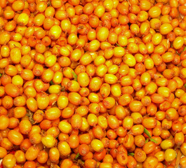 Berries of sea buckthorn as the background.