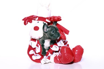 French Bulldogge Welpe mit Elch