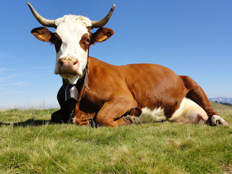 Vache abondance couch&eacute;e