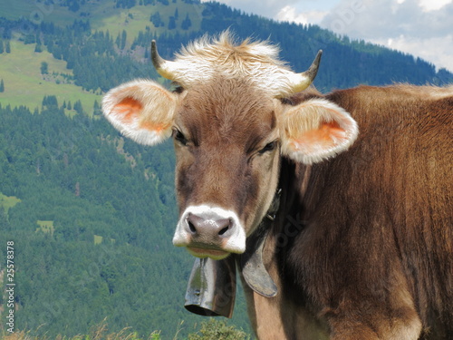 "Kuhkopf von vorne" Stockfotos und lizenzfreie Bilder auf Fotolia.com