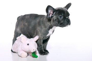 Französische Bulldogge Welpe mit Glücksschwein