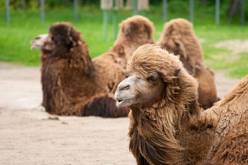 Portrait of a beautiful camel.