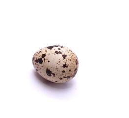 Obraz premium quail egg