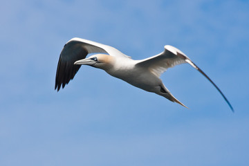 Beautiful big gannet flying in the blue sky