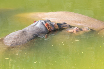 Fototapeta premium Hipopótamos en agua
