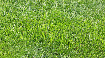 Close-up green grass soccer field