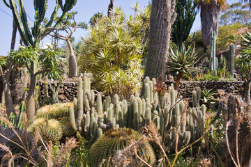 Cactus garden at La Palma, Spain