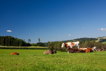 brown cows on green field