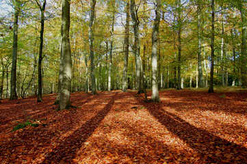 Naklejka premium Autumn forest