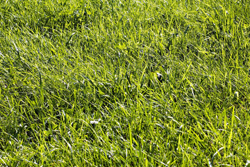 Trawa2 © fishcrosser