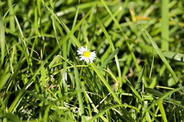 Trawa3 © fishcrosser