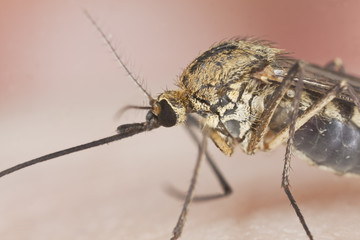 Mosquito. Extreme close-up with 4 x magnification.