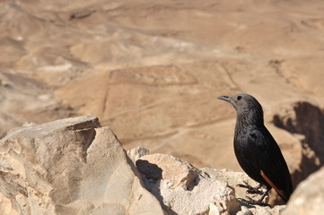 Obraz premium Masada Grackle