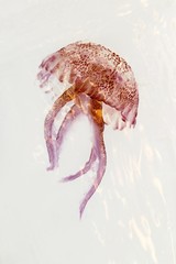 Naklejka premium luminiscent red pink jellyfish pelagia noctiluca
