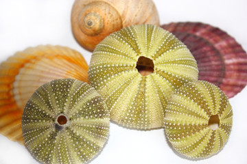 Send and sea hedgehog fossil