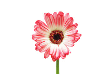 ピンクと白のガーベラ