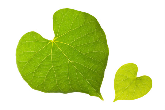 Natural leaf with lovely heart pattern