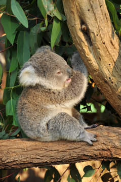 Koala joey sits on a tree