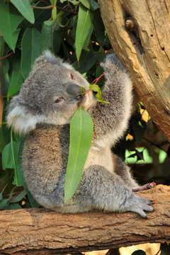 Koala joey eats eucalyptus leaf