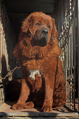 tibetan mastiff