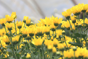 Obraz premium Flower garden