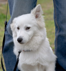 aufmerksamer Spitz