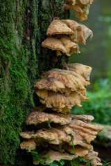 Sulphur Shelf fungi