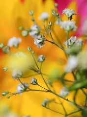 beautiful flowers