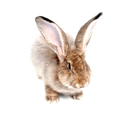 Obraz premium rabbit