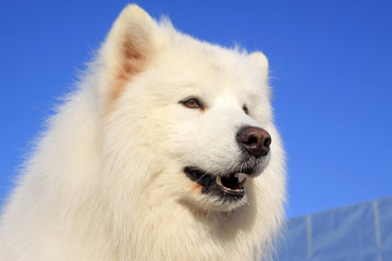 samoyed