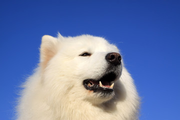 samoyed