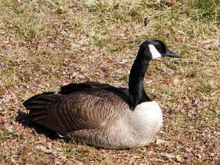 Toronto High Park geese March 2010