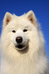samoyed
