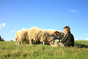 Boy and sheeps