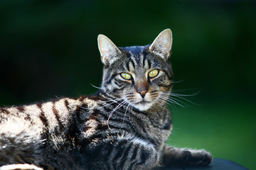getiegerte Katze ruht sich aus