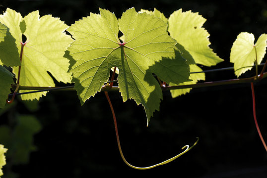 Wine in the sun