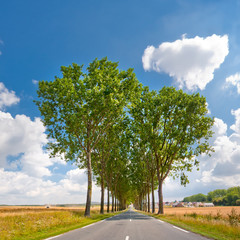 Route de campagne bordée d'arbres