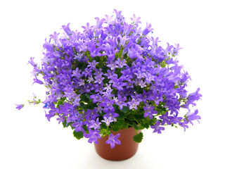 campanula flowers isolated on white © motorolka