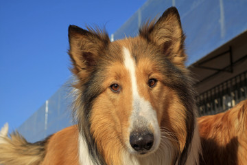 scottish collie