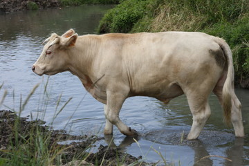 taureau