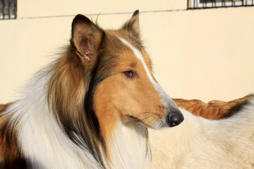 Fototapeta premium scottish collie