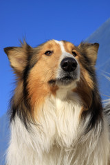 scottish collie