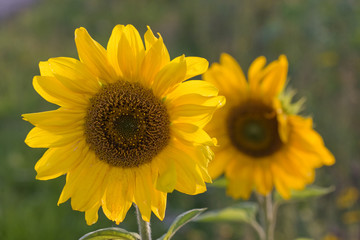 Two Sunflowers (Helianthus annuus) in evening sun.