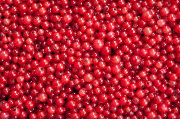 Berries of a red currant