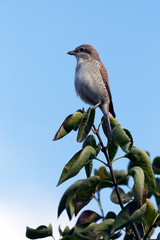 Shrike on bush on blue sky background