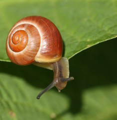 Snail