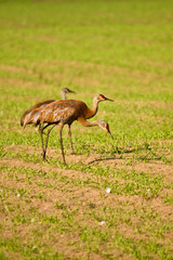 Trio of Sandhill Cranes
