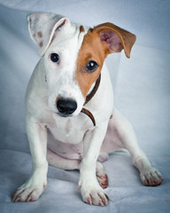 Jack Russell terrier, puppy