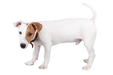 Jack Russell terrier, puppy