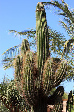 cactus de l'arizona